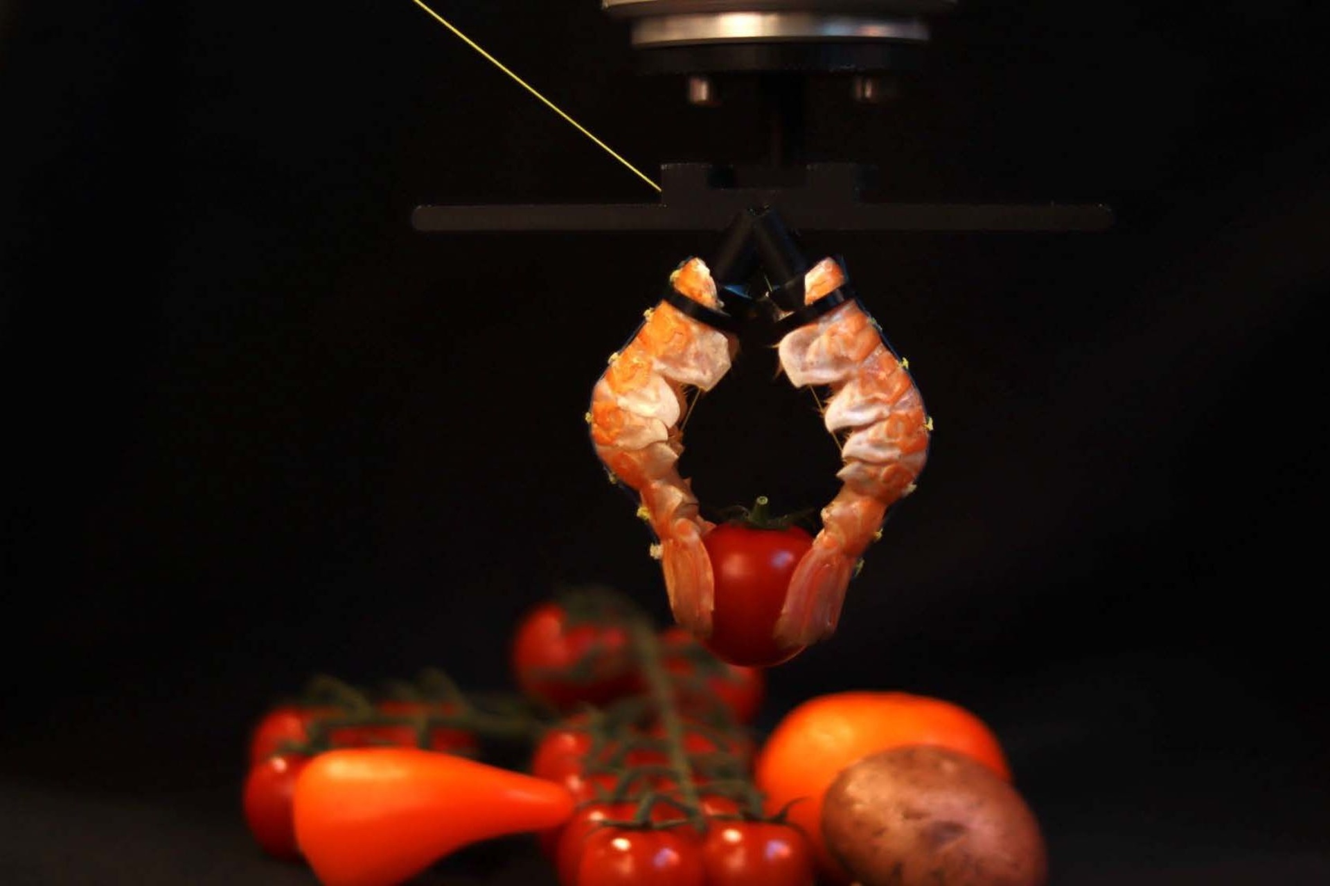 Robot bio-ibridi: sistemi di presa sviluppati con materiali di origine naturale per applicazioni di automazione sostenibile, progettati per manipolare oggetti delicati in contesti industriali e di ricerca