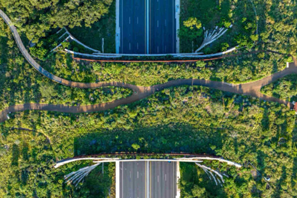 Progettare per la biodiversità: da architetti a creatori di habitat