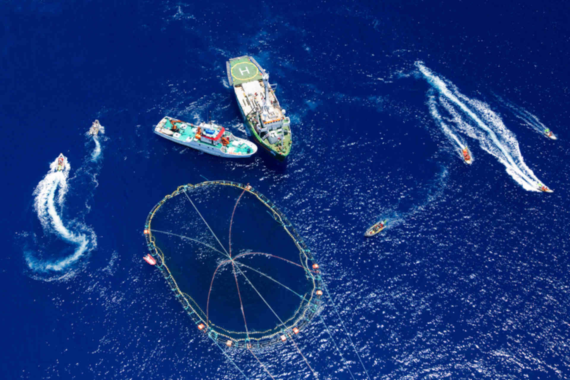 L'allarme di Greenpeace: il tonno rosso del Mediterraneo non è ancora fuori pericolo