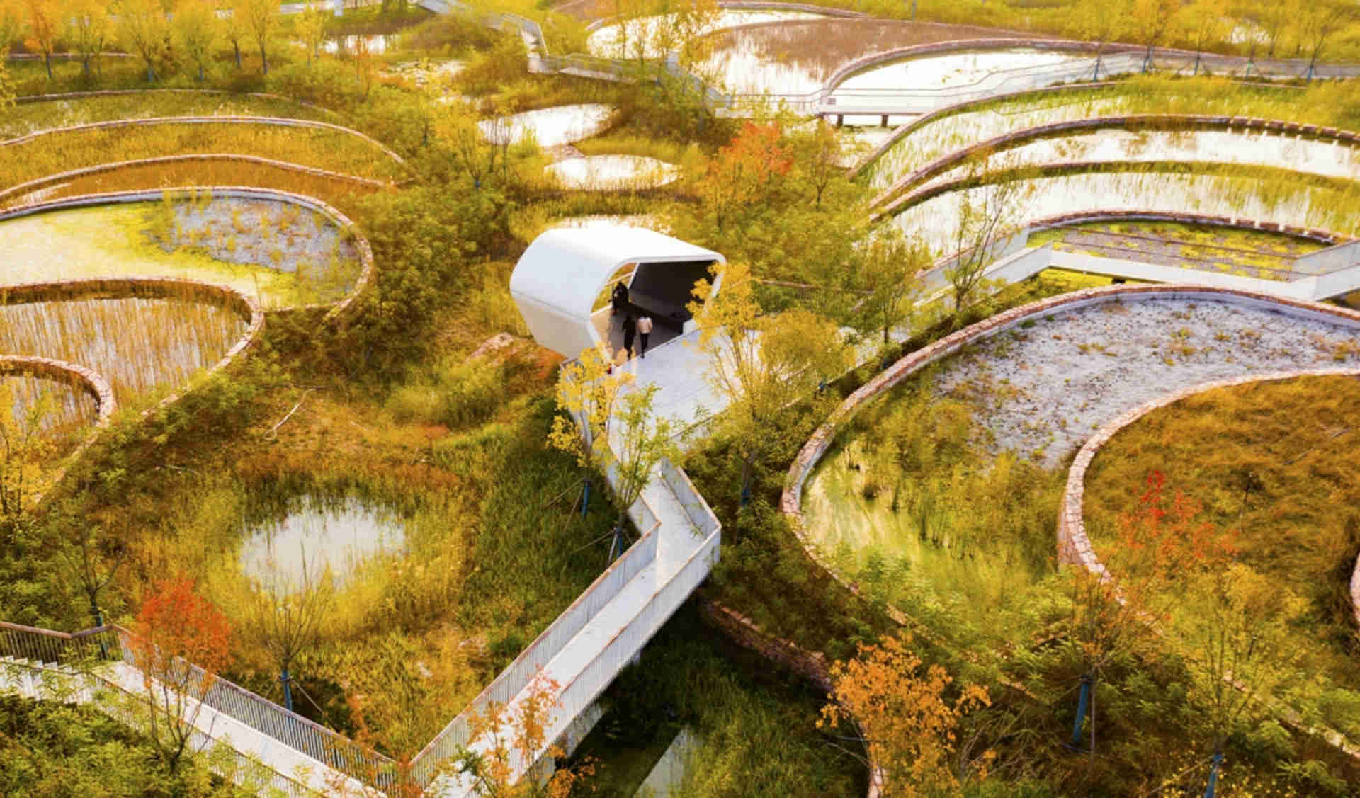Abbracciare l'acqua e la bellezza vitale: l'eredità di Kongjian Yu