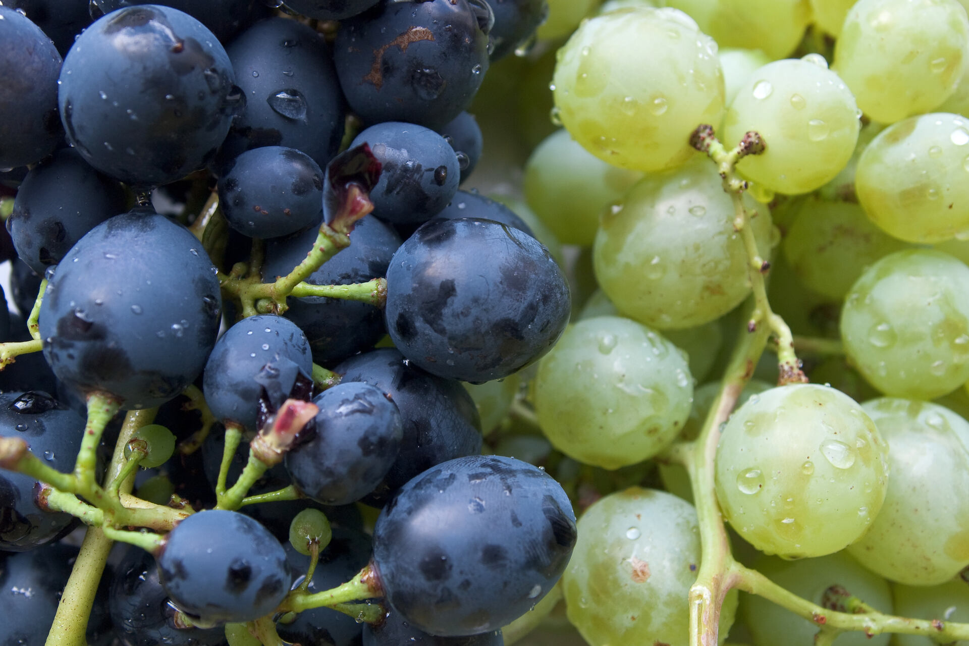 Innovazione genomica: ricerca e sviluppo su mirtilli, uva e ciliegie in centro sperimentale agricolo, test varietali, breeding avanzato e tecnologie per qualità, resa e sostenibilità delle colture di nuova generazione