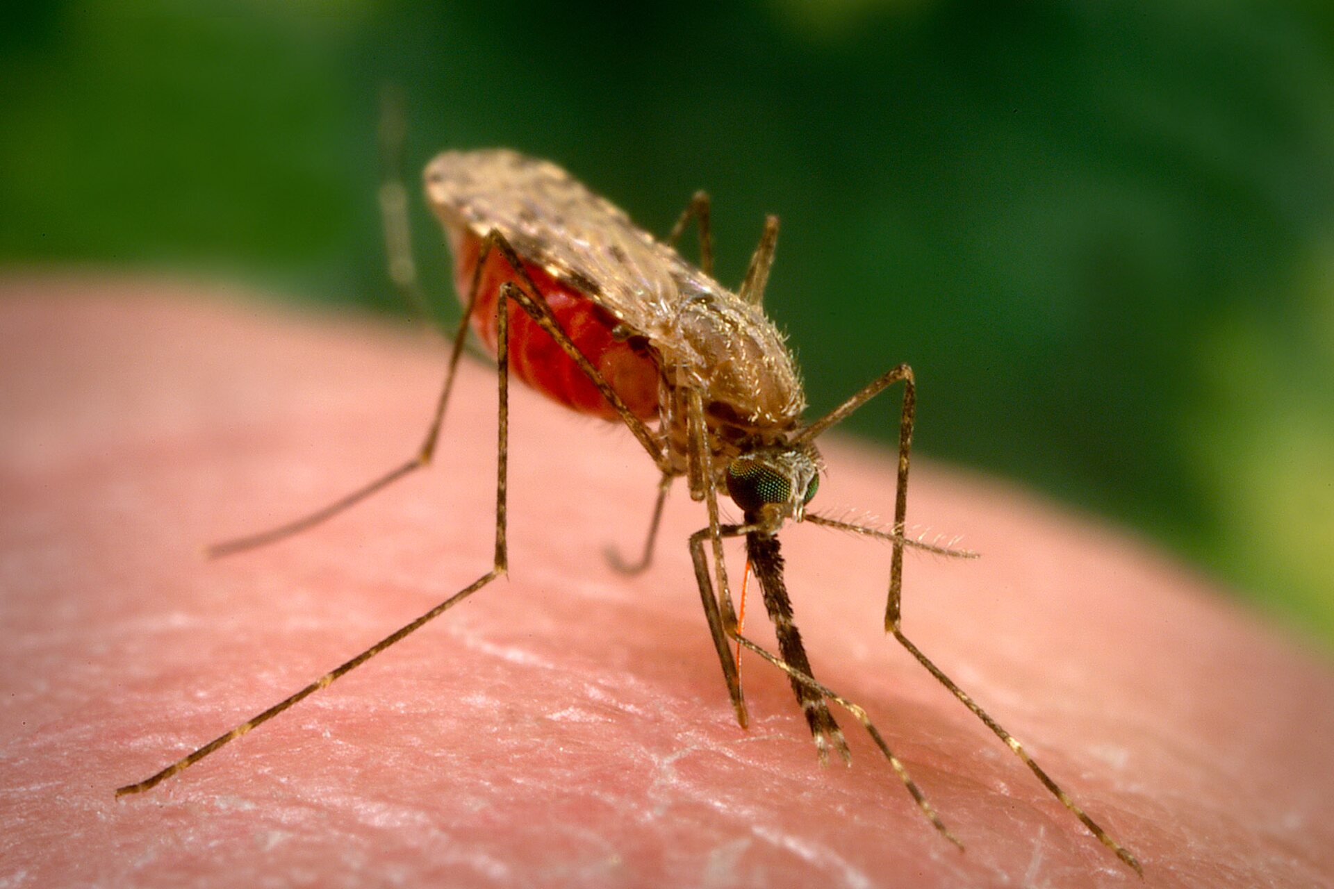 Malaria: analisi del rischio globale, vettori di trasmissione e ricerca su anticorpi e fattori di virulenza con tecnologie HPC, simulazioni avanzate e strumenti digitali per la salute pubblica globale