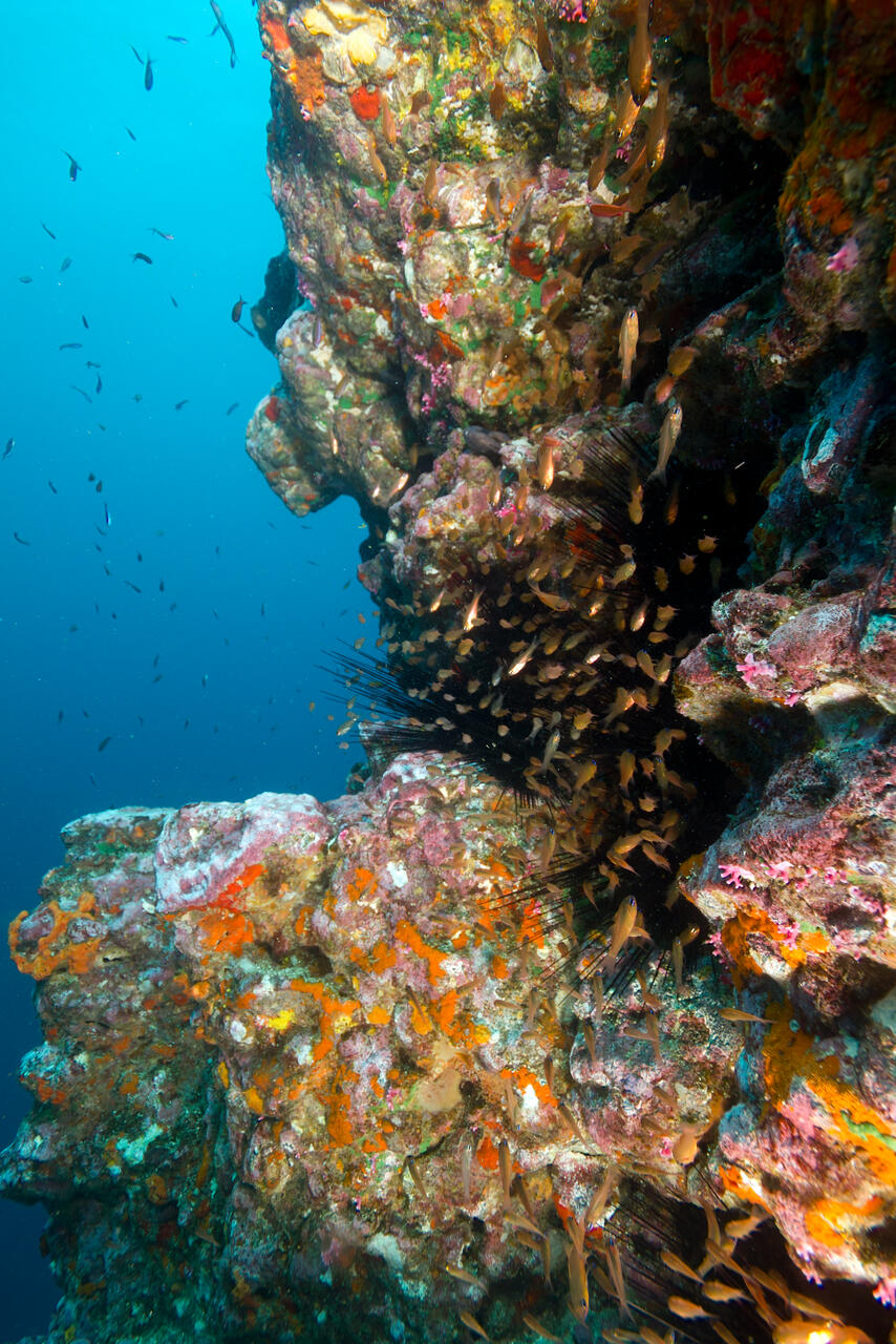 Te Henua Enata: paesaggio delle Marchesi con siti sacri, biodiversità e architetture tradizionali, modello di equilibrio tra ricerca scientifica, identità locale e politiche di conservazione a lungo termine
