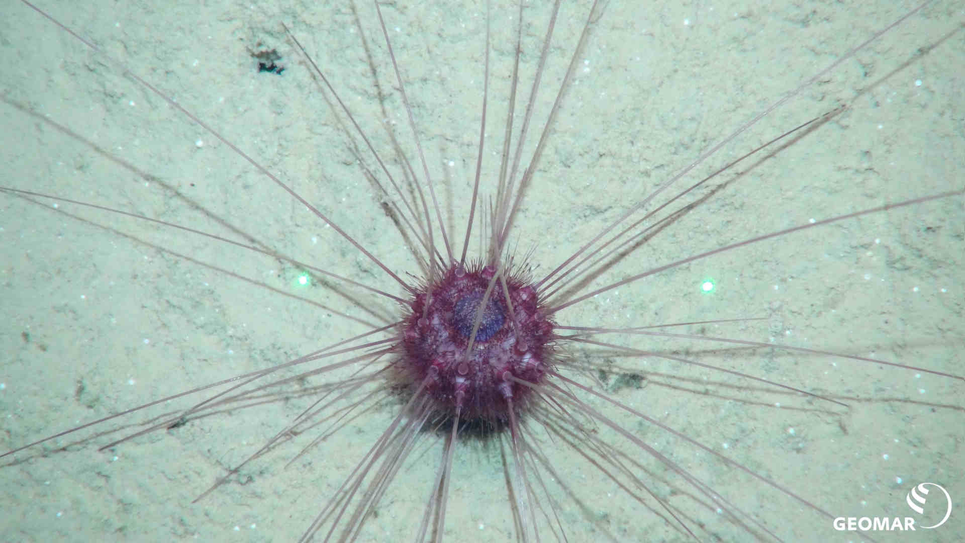 Deep sea mining: l'impatto sui fondali