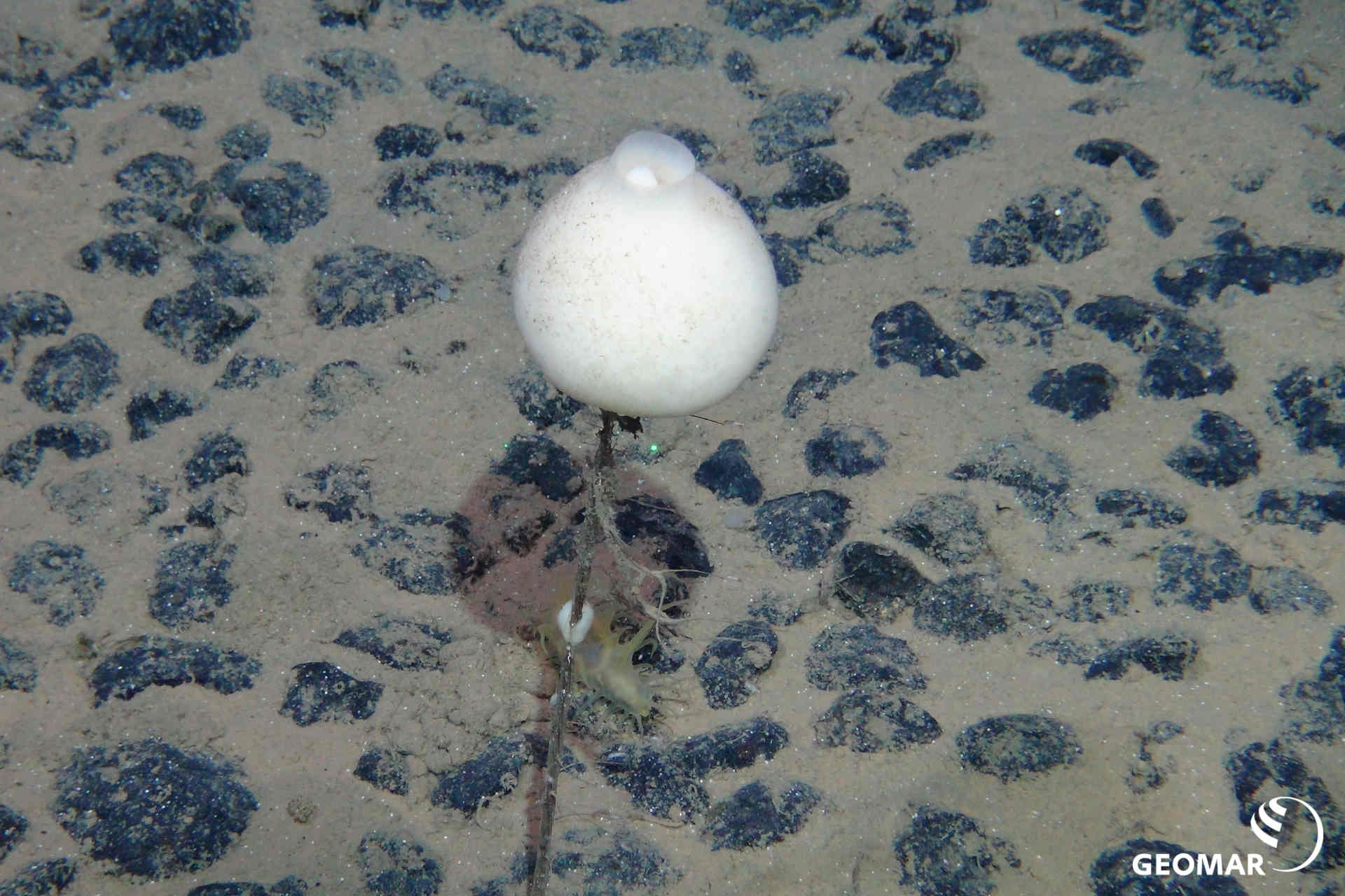 Scoperte nuove specie in terra di deep sea mining