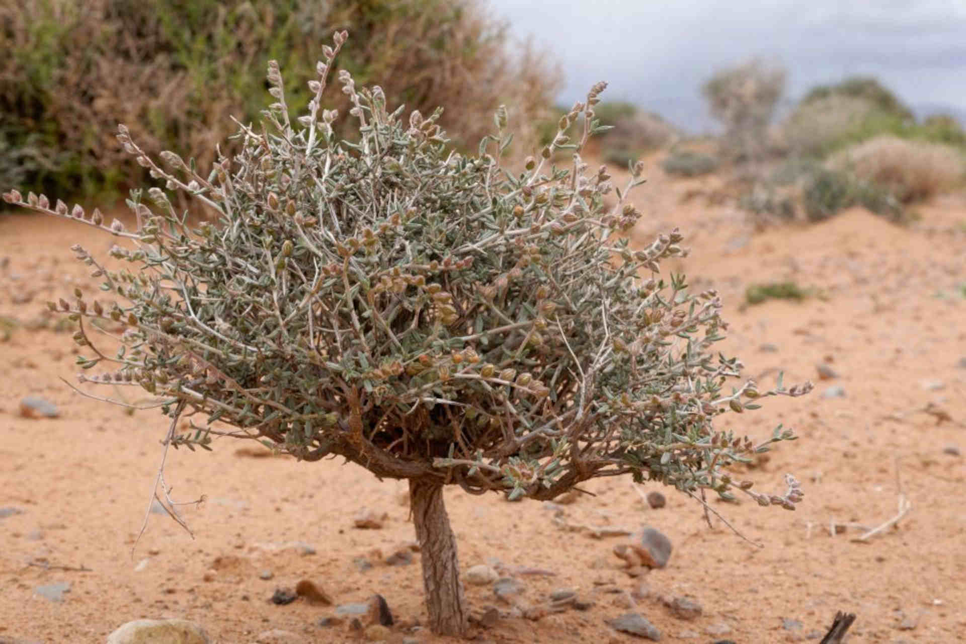 Egitto: allagare il deserto per fermare l'avanzata del mare