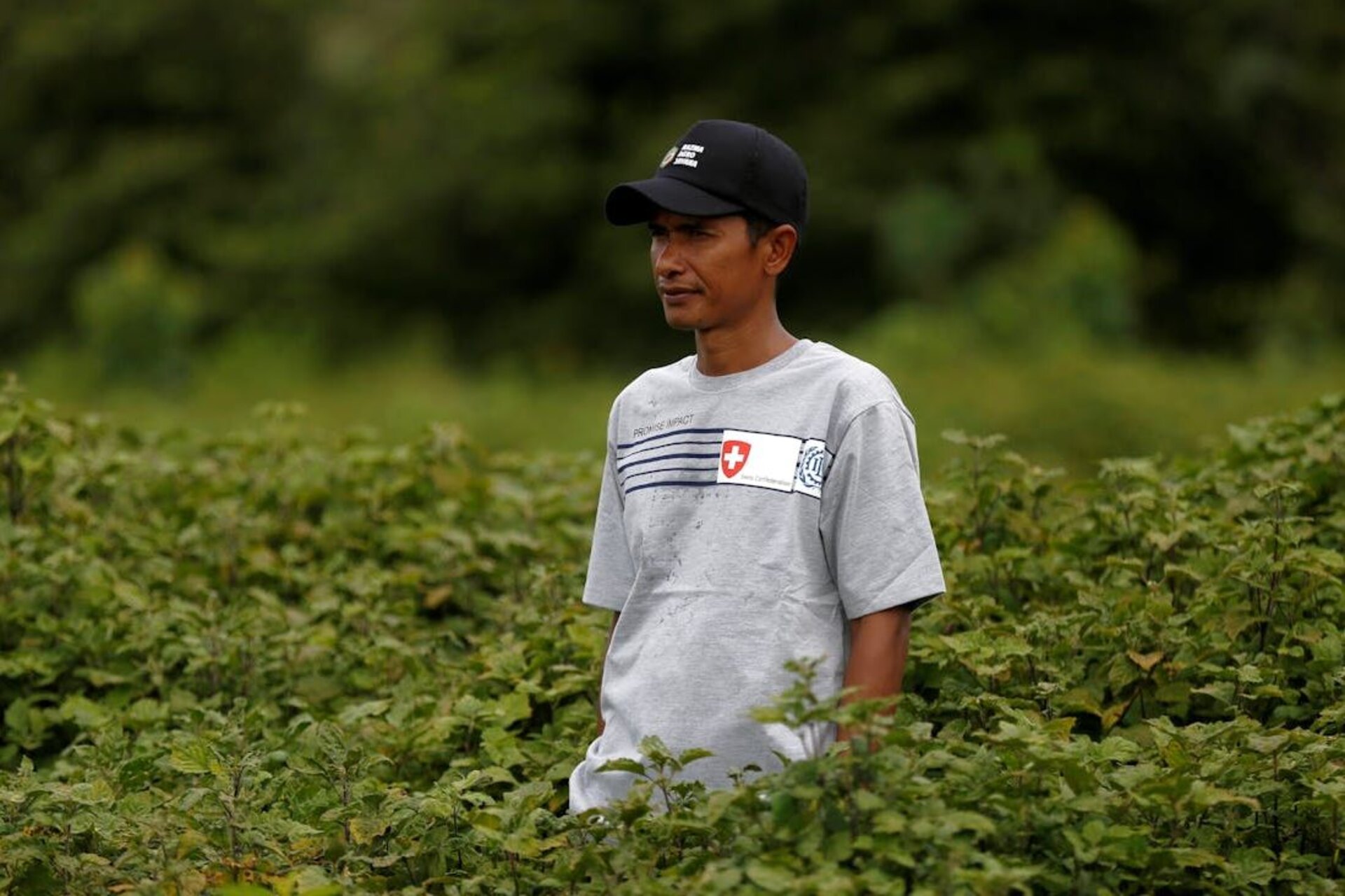 Patchouli: trasformazione della catena del valore degli oli essenziali ad Aceh grazie a ricerca, agritech e piattaforme digitali che migliorano gestione della produzione, tracciabilità e integrazione dei produttori locali nei mercati globali