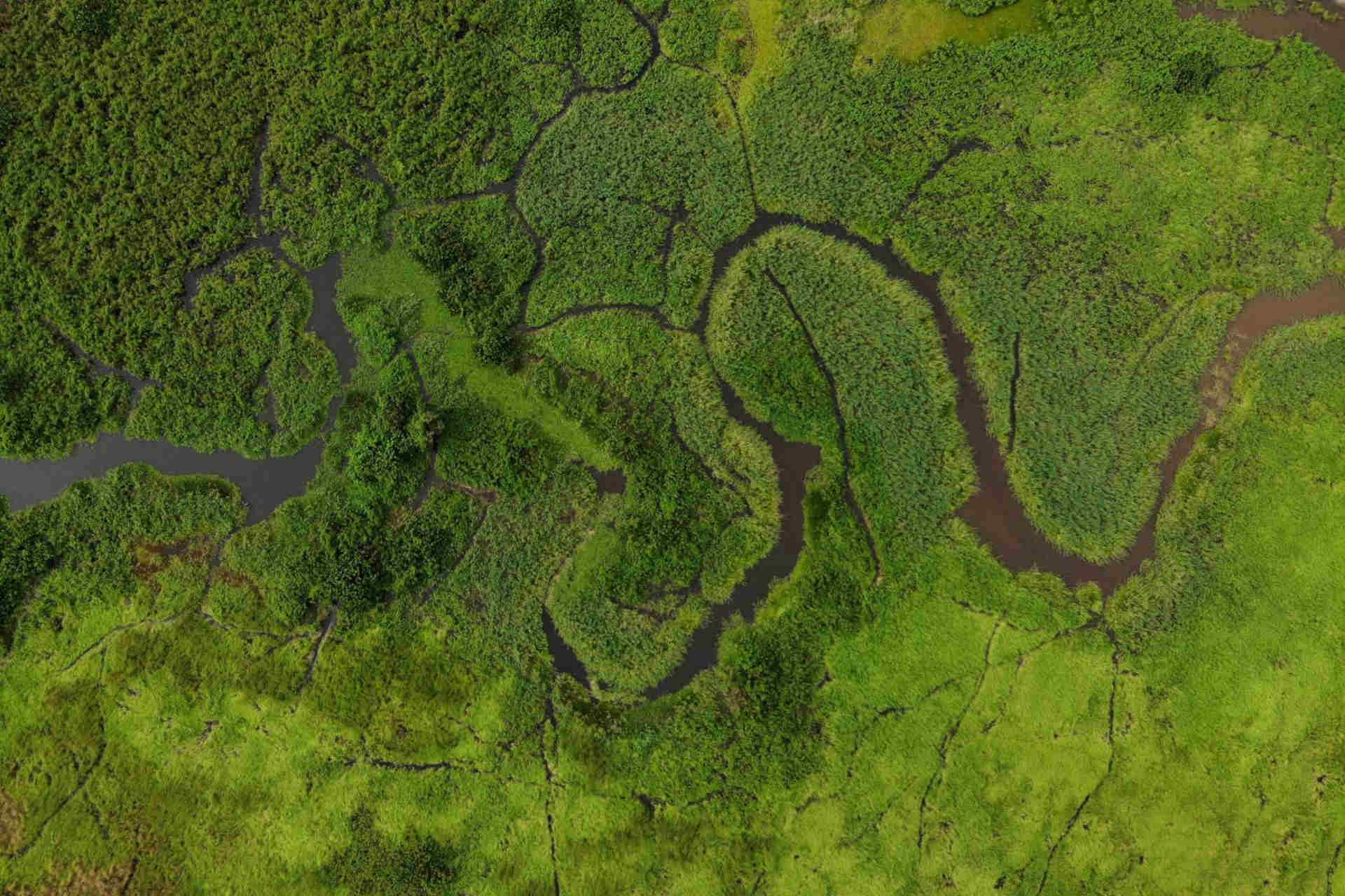 Cambiamento climatico: il rischio delle torbiere del Congo