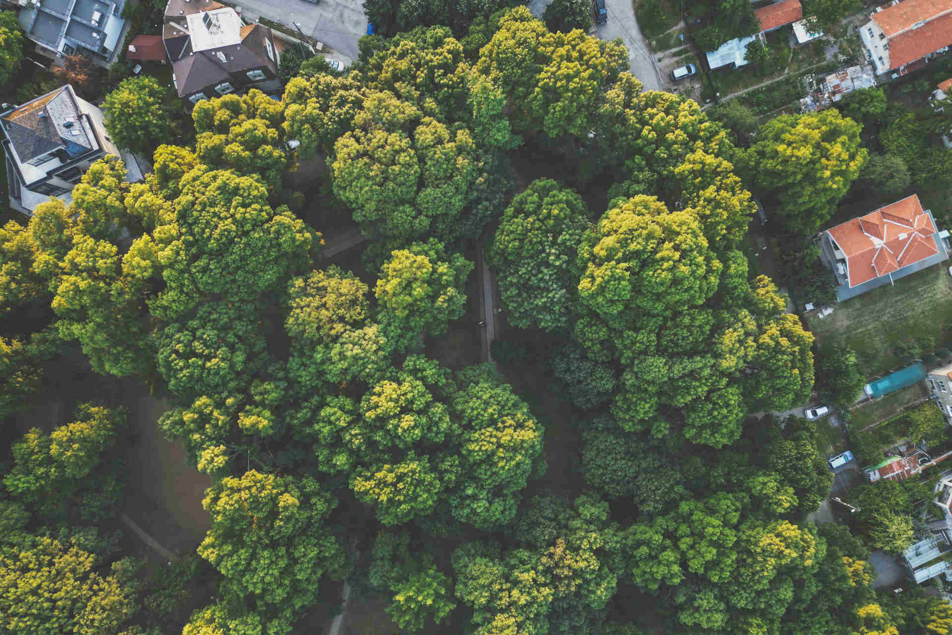 I limiti della riforestazione urbana