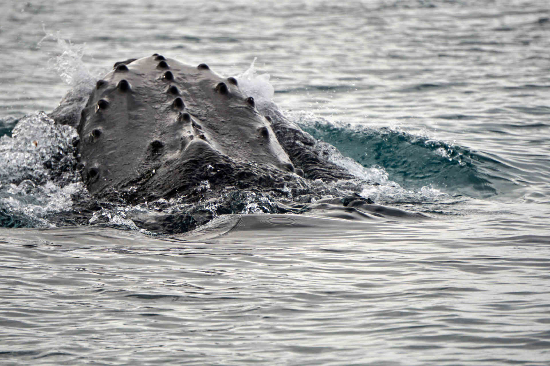 Cosa può insegnarci un antico canto di balena?