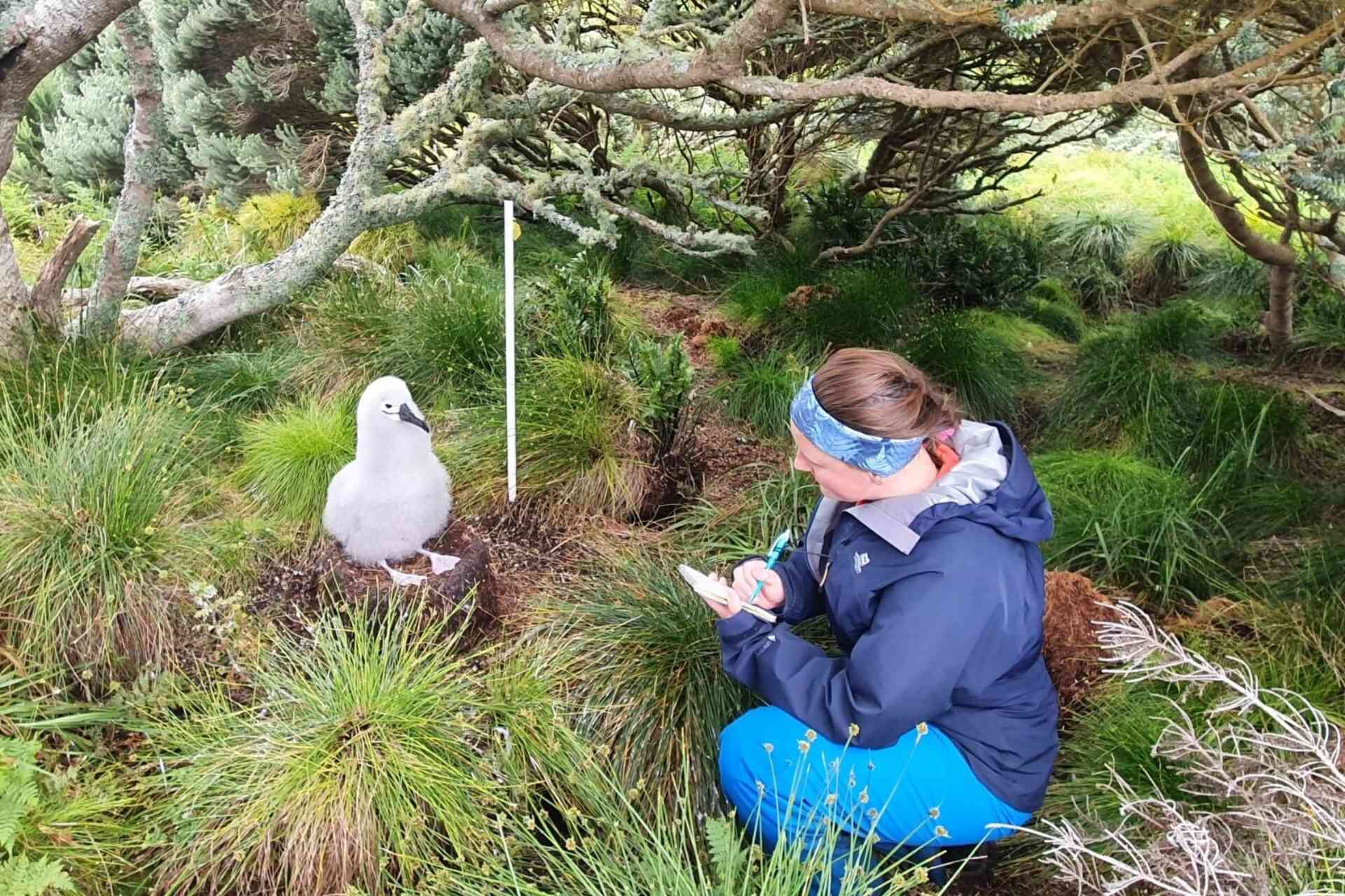 Gough Island: ambiente naturale remoto e protetto, noto per la biodiversità avifaunistica e per i programmi internazionali di ricerca e restauro ecologico in contesti isolati come Tristan da Cunha
