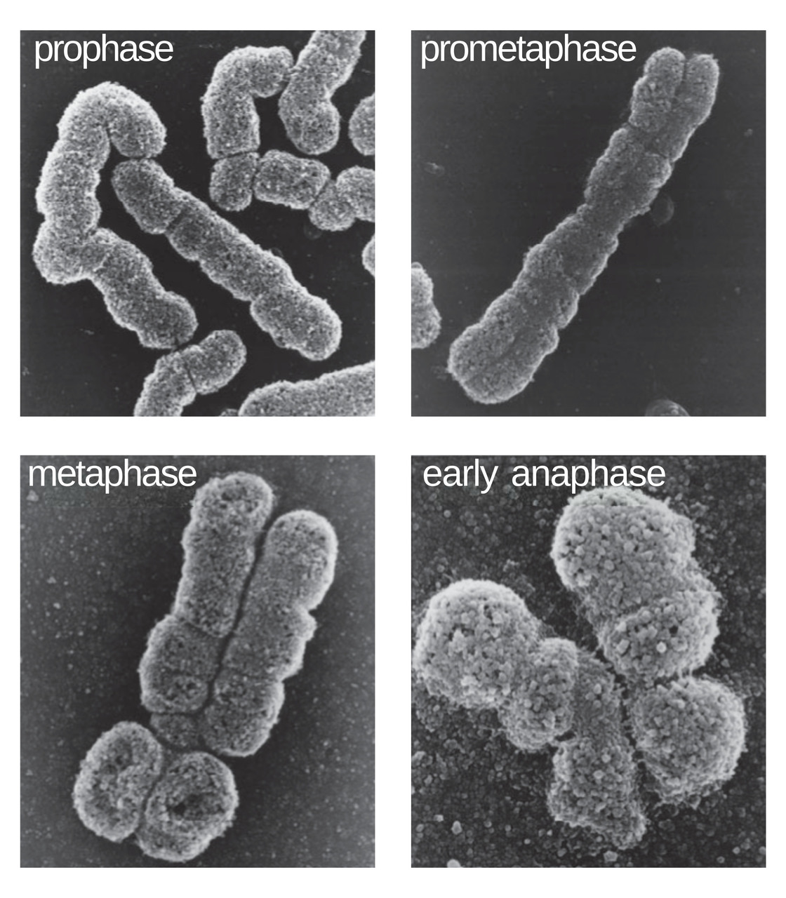 Le cellule sbagliano risposta: rappresentazione scientifica del nucleo e del DNA usata per raccontare in modo visivo i processi cellulari, l’organizzazione della cromatina e i cambiamenti legati al tempo