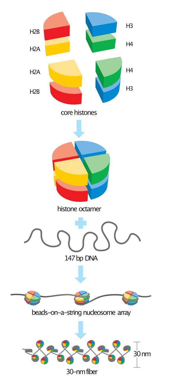 Le cellule sbagliano risposta: rappresentazione scientifica del nucleo e del DNA usata per raccontare in modo visivo i processi cellulari, l’organizzazione della cromatina e i cambiamenti legati al tempo
