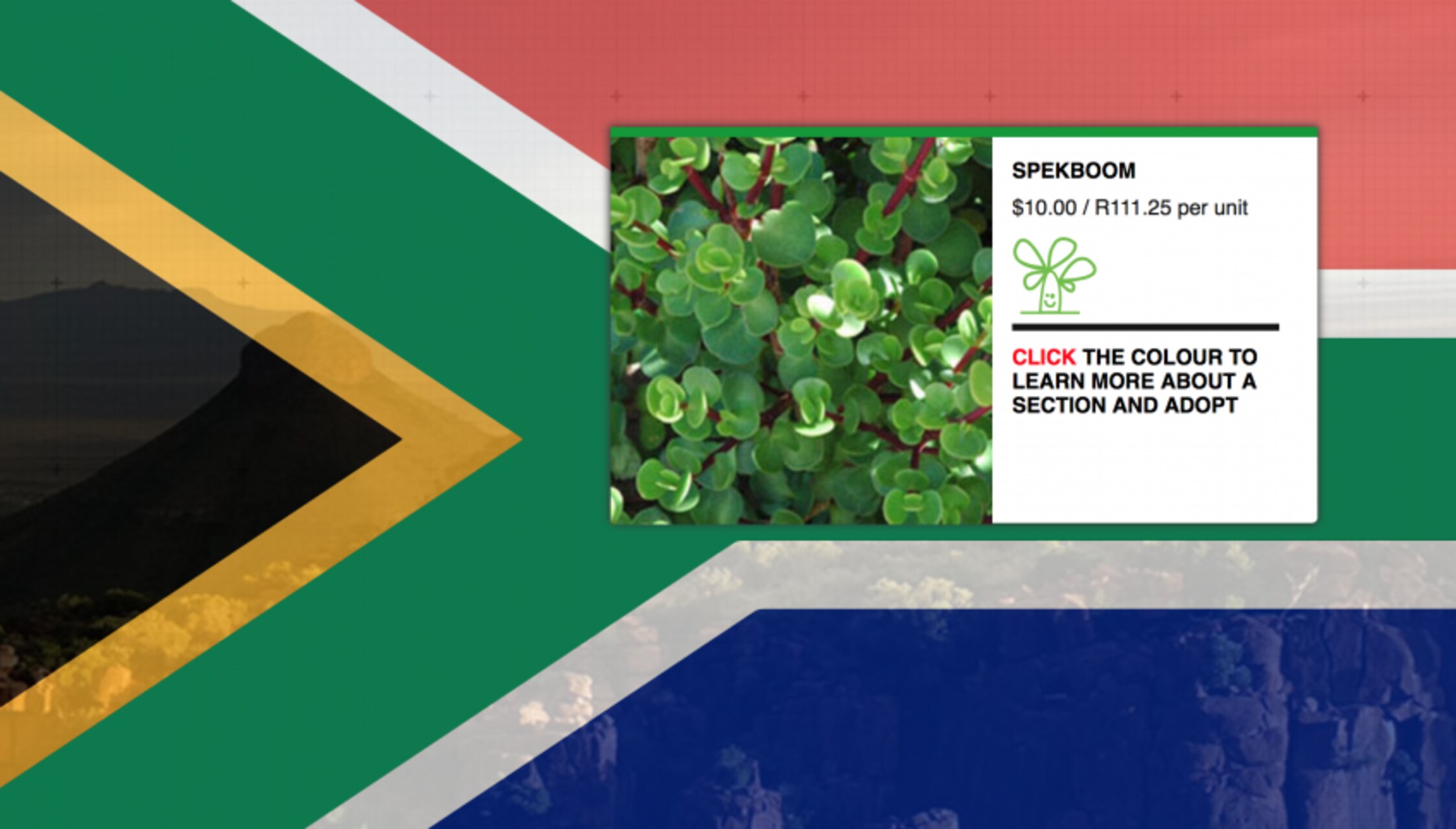 The Giant Flag: persone al lavoro nel sito pilota del progetto sudafricano tra piante succulente e terreno semidesertico, simbolo di un’iniziativa che unisce occupazione locale, ecologia e identità nazionale