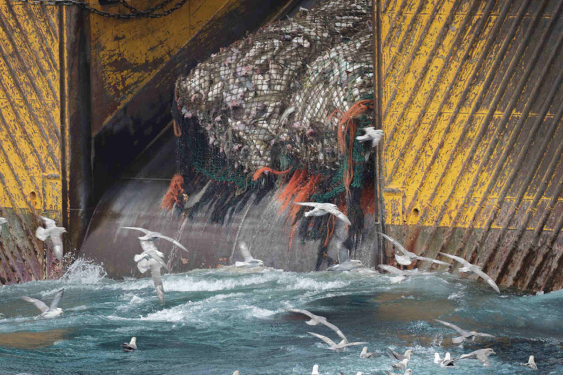 Costi e benefici della pesca a strascico: lo studio che ribalta la prospettiva