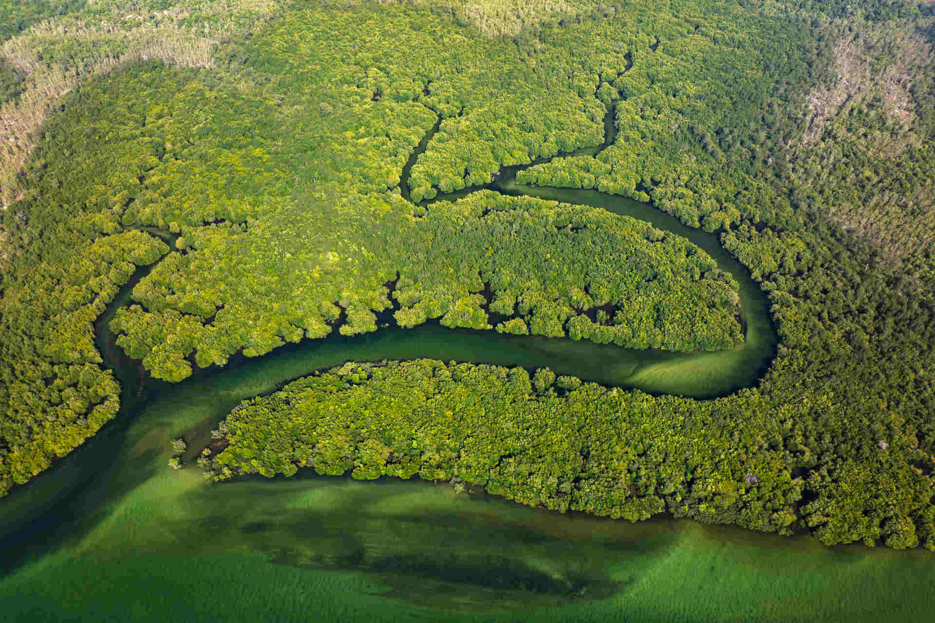 Blue Carbon Ecosystems: cosa sono e perché sono fondamentali