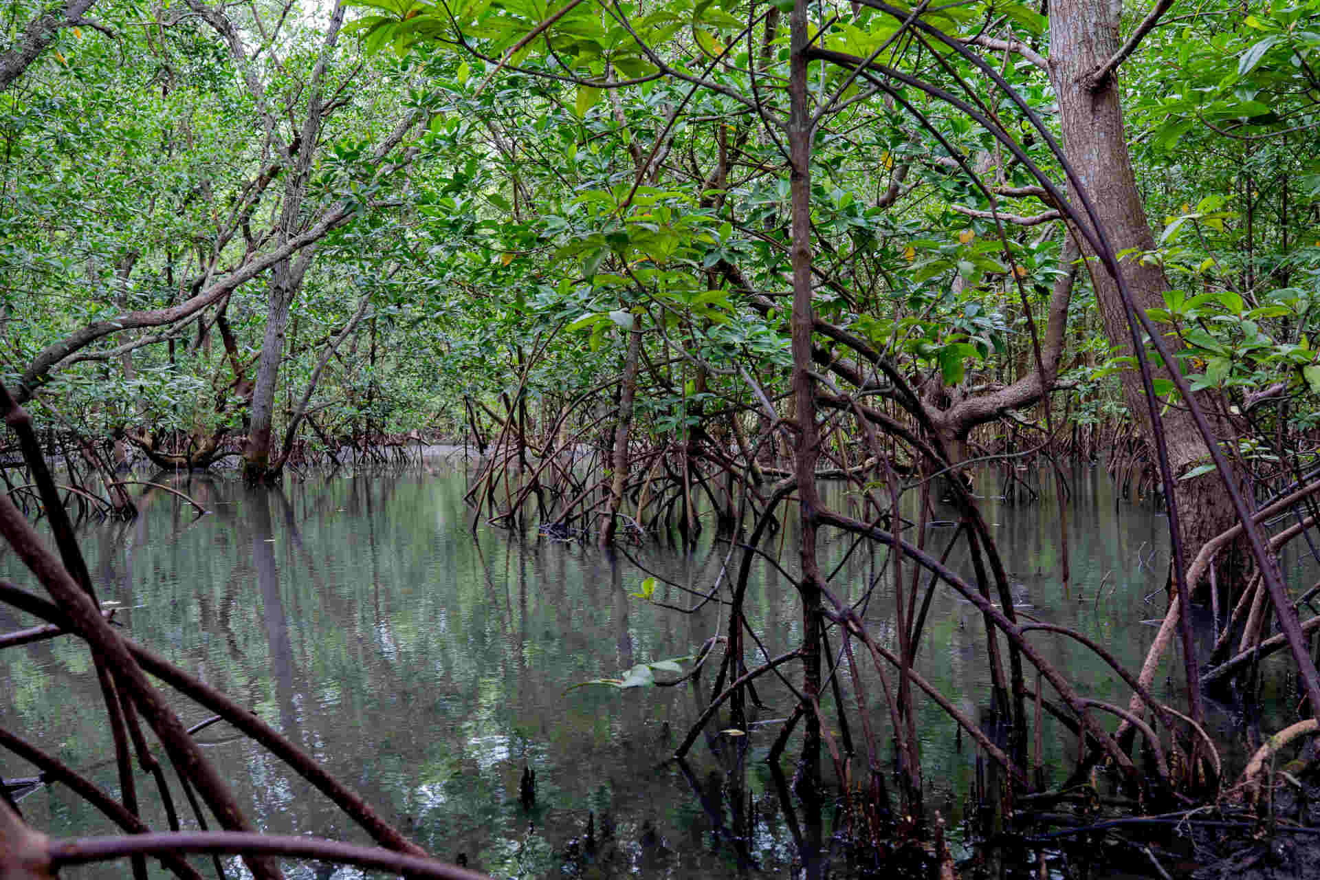 Quanto carbonio immagazzinano le foreste di mangrovie?