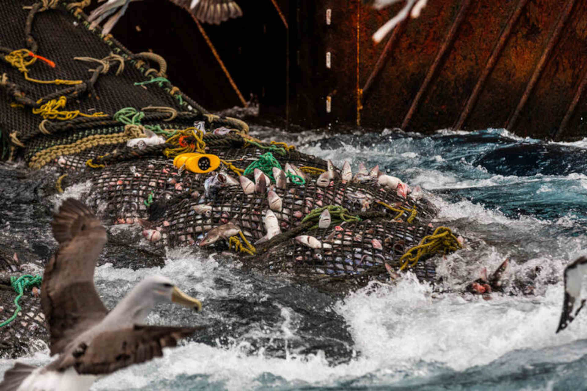 Pesca a strascico: conviene davvero a qualcuno?