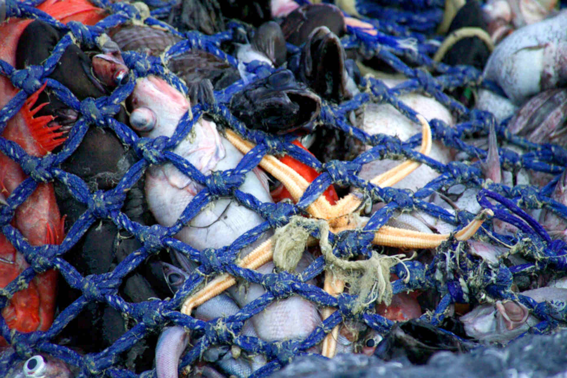 I costi reali della pesca a strascico sul fondale: lo studio