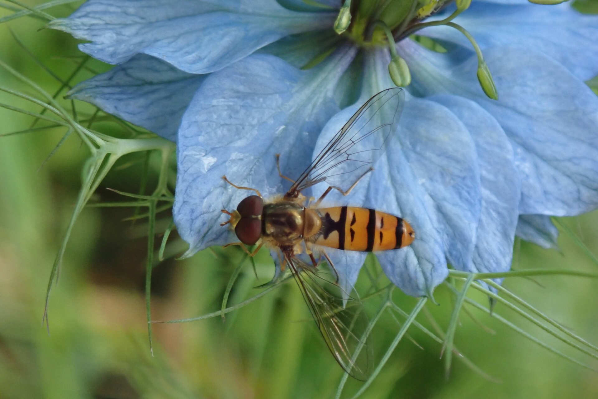 Insekternes liv i Sevillas parker