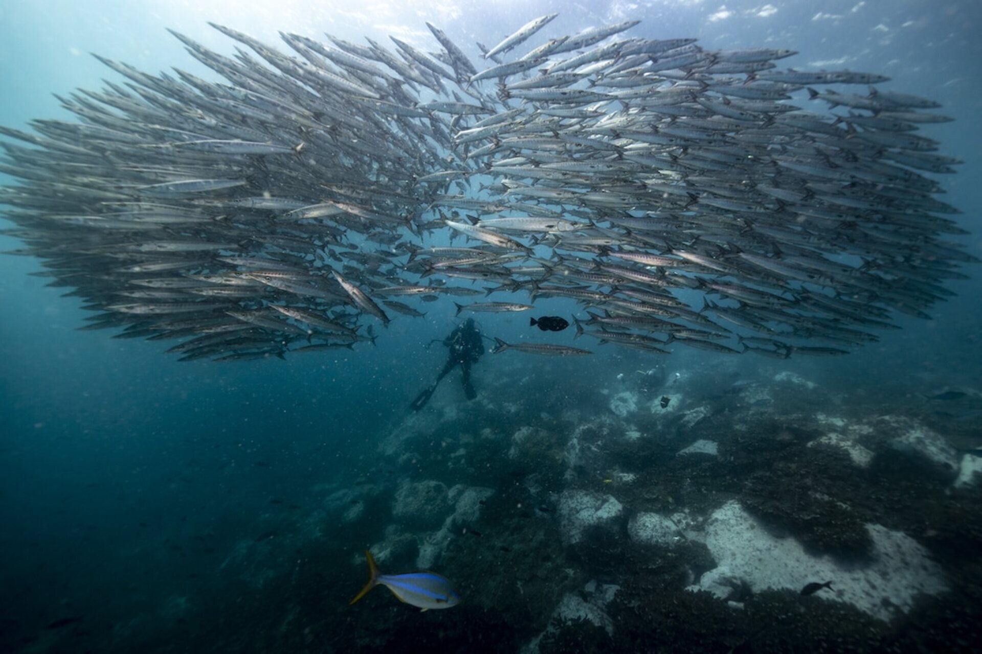 Malpelo: Marin biodiversitet i det colombianske Stillehav, herunder fiskestimer, vulkansk havbund, hajer, rokker og økologiske korridorer, der forbinder forskning, beskyttelse og bevarelse af det tropiske blå hav.