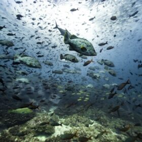 Fotogallery, Malpelo mostra che il mare può connettere