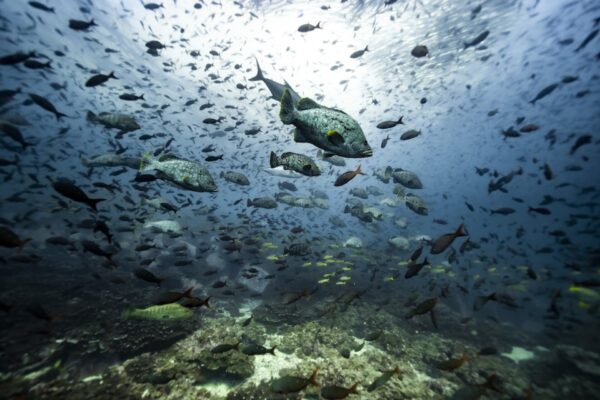Malpelo: biodiversità marina nel Pacifico colombiano, tra banchi di pesci, fondali vulcanici, squali, razze e corridoi ecologici che collegano ricerca, tutela e conservazione dell’oceano tropicale blu