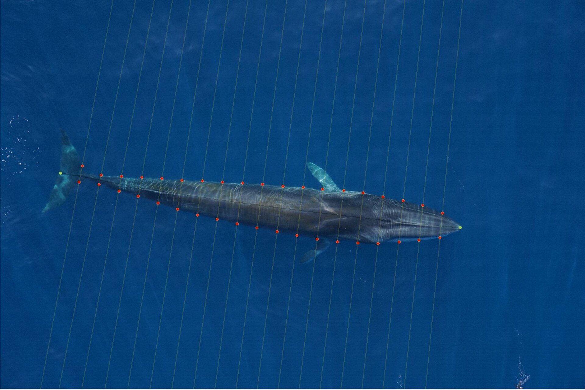 Antarktisk krill: På Sydorkneyøerne måler akustisk forskning og teknologier udbredelse, mængde og levesteder for at sikre en mere fornuftig forvaltning af polarfiskeri og målrettede lokale ruter.
