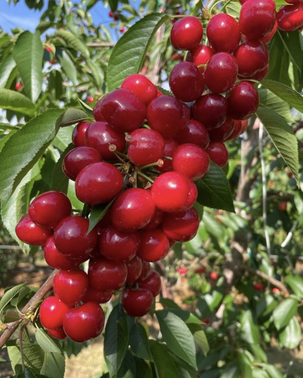 Zuid-Afrikaanse appels en peren: boomgaarden, verpakking en internationale markten laten zien hoe kwaliteit, logistiek en variëteit de drijvende kracht zijn achter agrarische innovatie op het zuidelijk halfrond en de wereldwijde exportkanalen van vandaag.