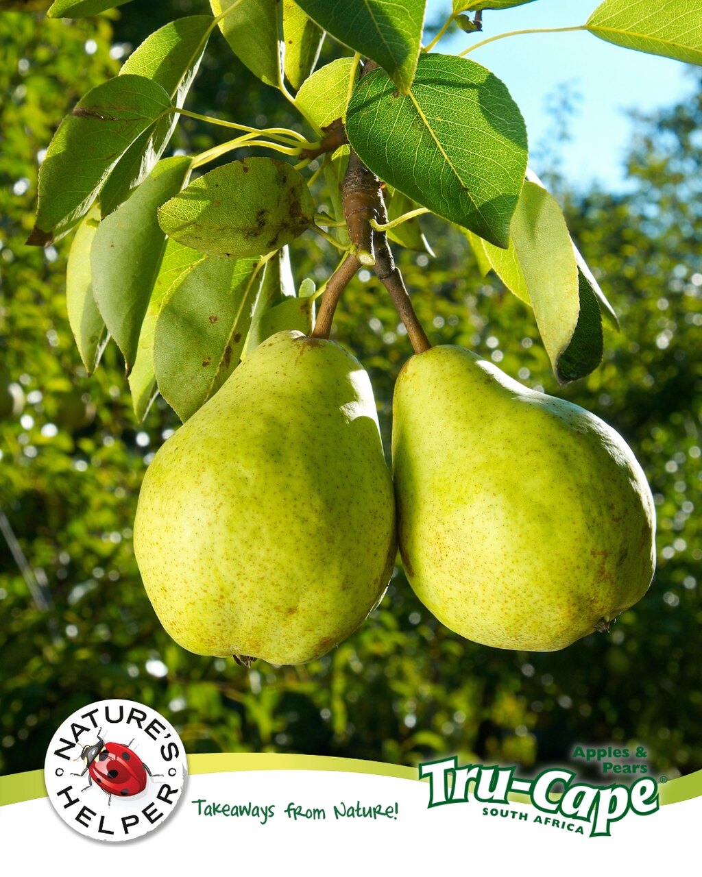 Zuid-Afrikaanse appels en peren: beelden van fruit aan de bomen en klaar voor consumptie, met verwijzingen naar export, rassenkeuze, duurzame productie en kwaliteitsbeheer in de wereldwijde exportketen.