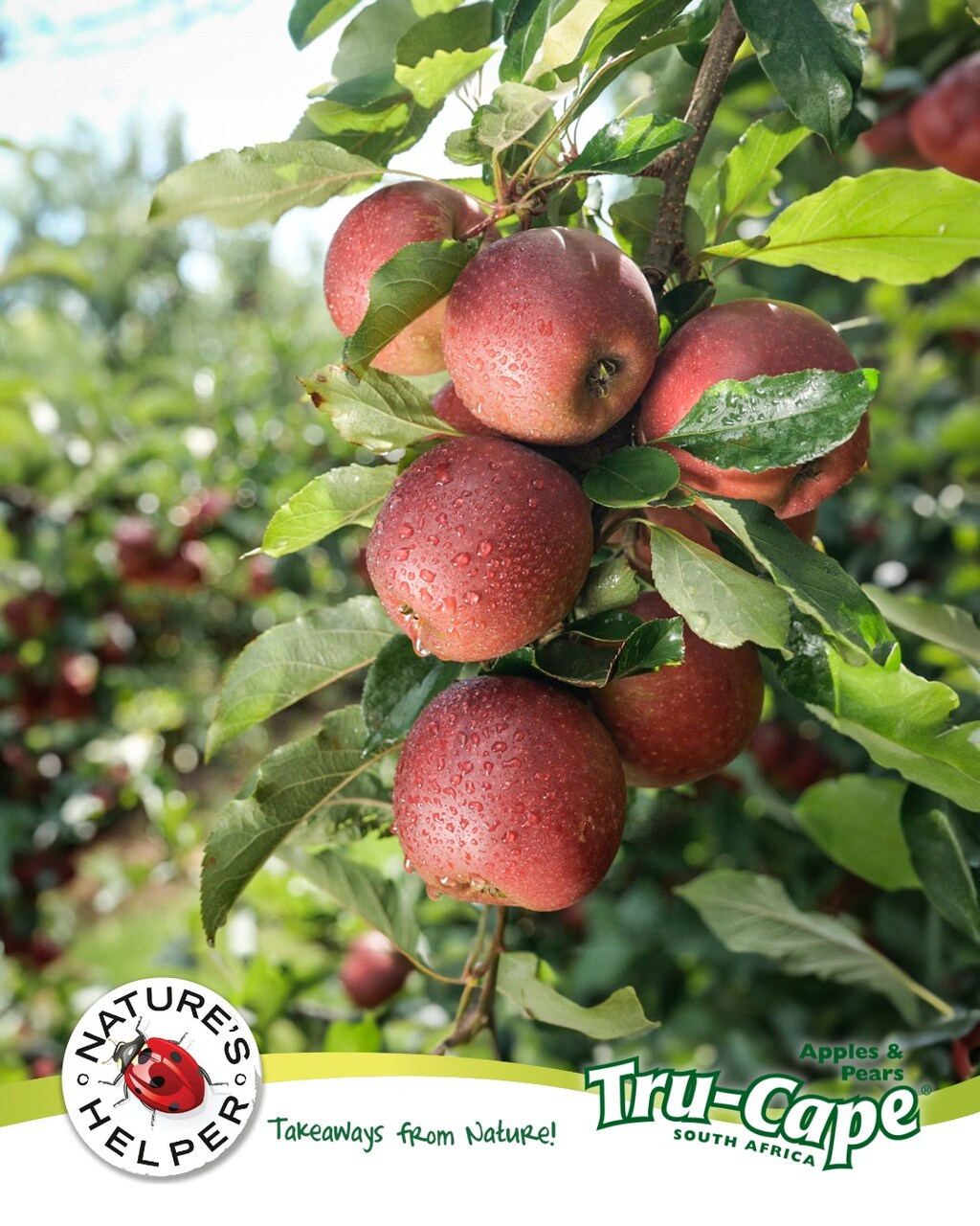 Zuid-Afrikaanse appels en peren: beelden van fruit aan de bomen en klaar voor consumptie, met verwijzingen naar export, rassenkeuze, duurzame productie en kwaliteitsbeheer in de wereldwijde exportketen.