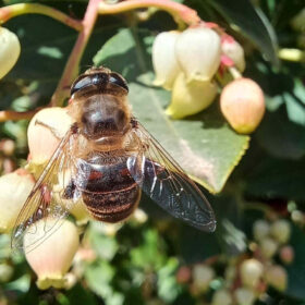 Fiori tutto l’anno: così parchi e giardini salvano le api