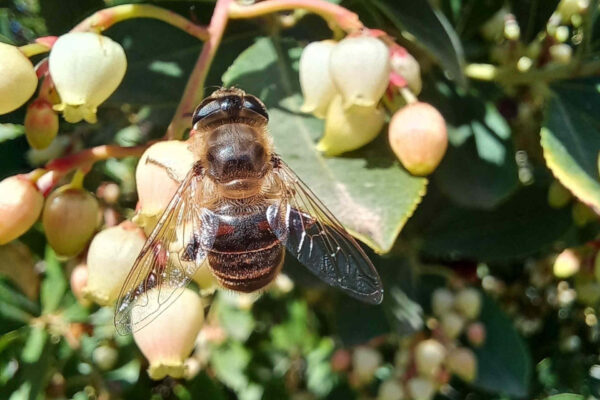 Come reagiscono gli impollinatori alle piante ornamentali?