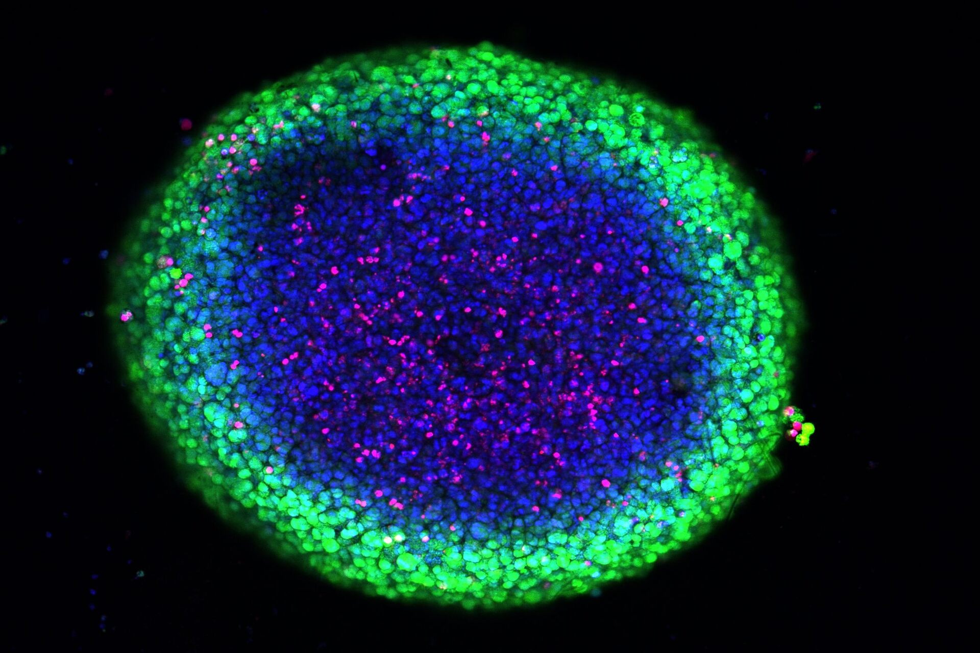 Nanoenzymer: Laboratoriebilleder af nanomedicin, cellekulturer og avancerede eksperimentelle modeller til at udforske anvendelser inden for onkologi, biokompatible materialer og målrettet og kontrolleret fototerapi.