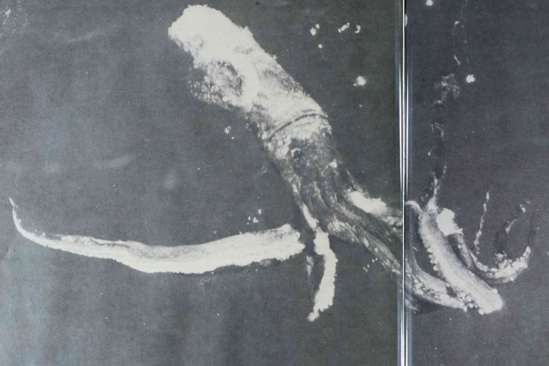 DNA Lingkungan Mengungkap Misteri Laut Dalam