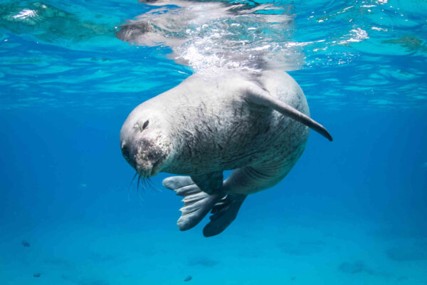 Turismo e animali selvatici: il caso delle foche monache del Mediterraneo