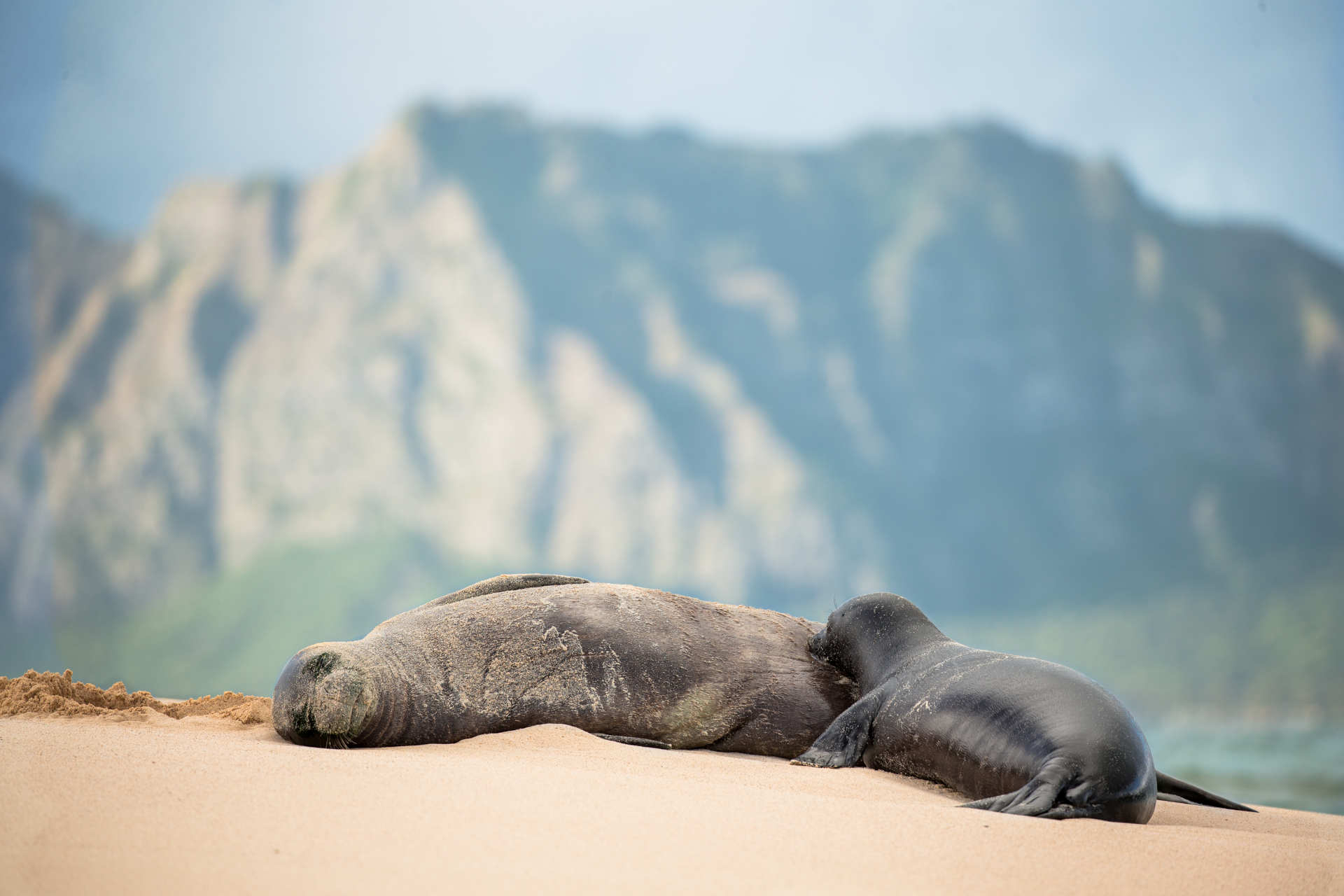 Los turistas están perturbando a uno de los mamíferos más raros del planeta.