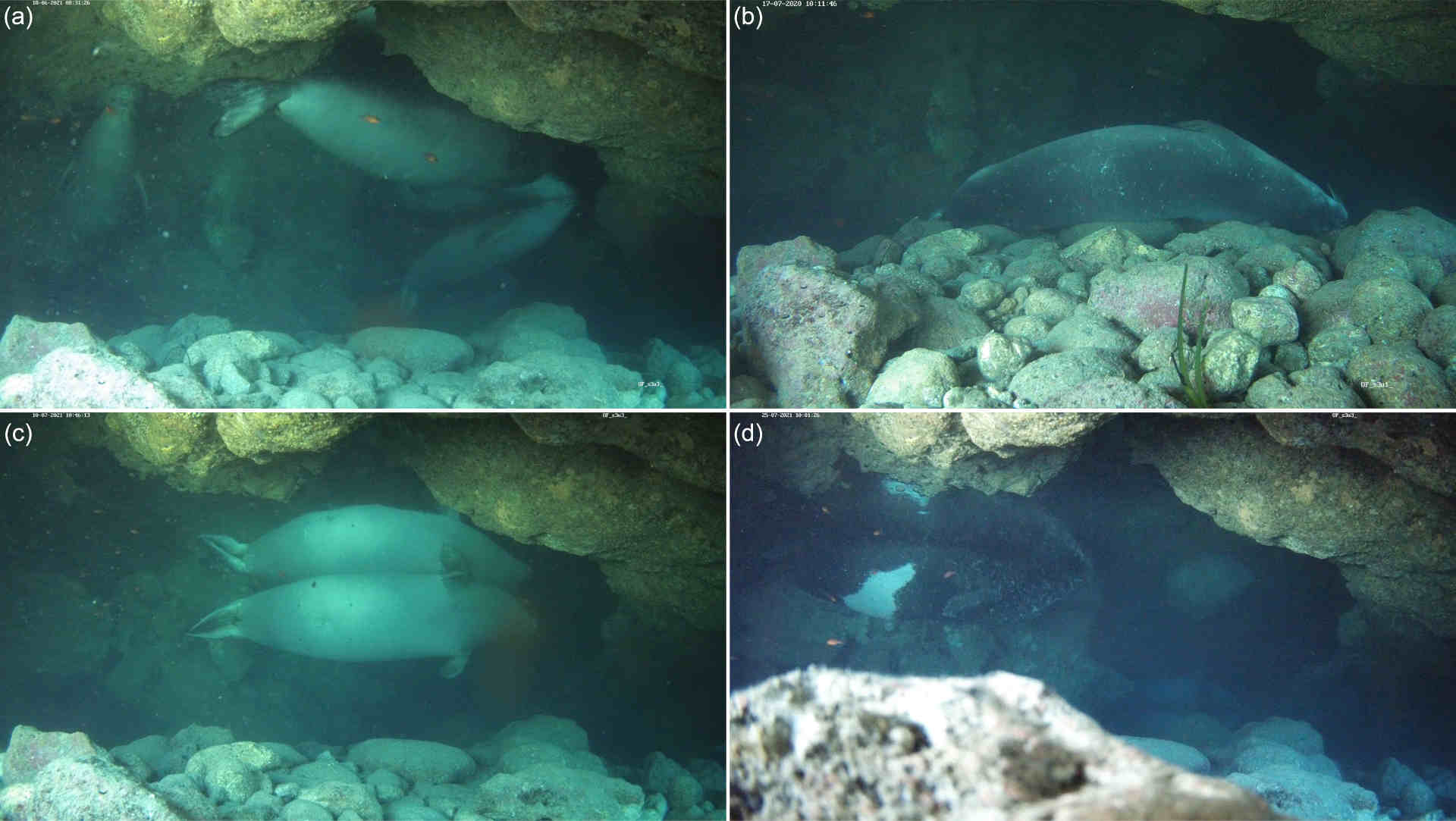 Cómo duermen las focas monje en cuevas submarinas