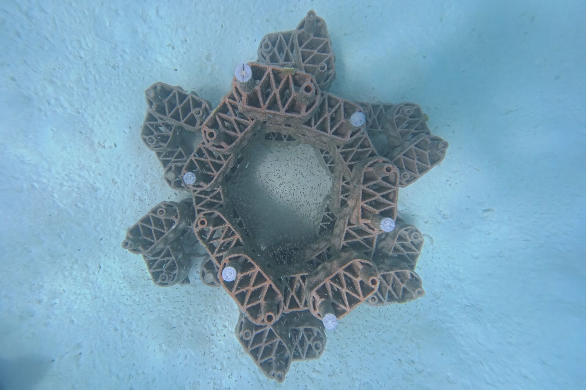 Reef artificiali: moduli in argilla stampati in 3D vengono installati sott’acqua per creare nuovi habitat marini e favorire la rigenerazione dei coralli alle Maldive