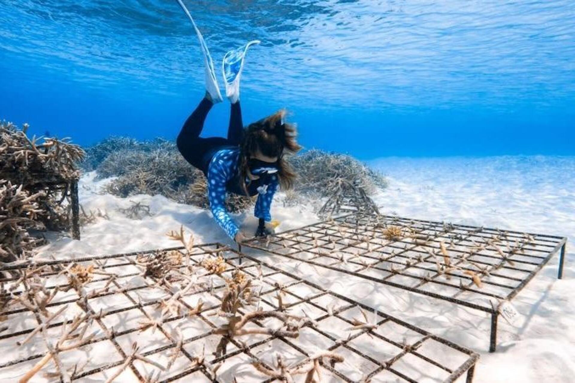 Reef artificiali: moduli sommersi progettati per imitare la complessità dei reef naturali aiutano la colonizzazione marina e la protezione degli ecosistemi oceanici