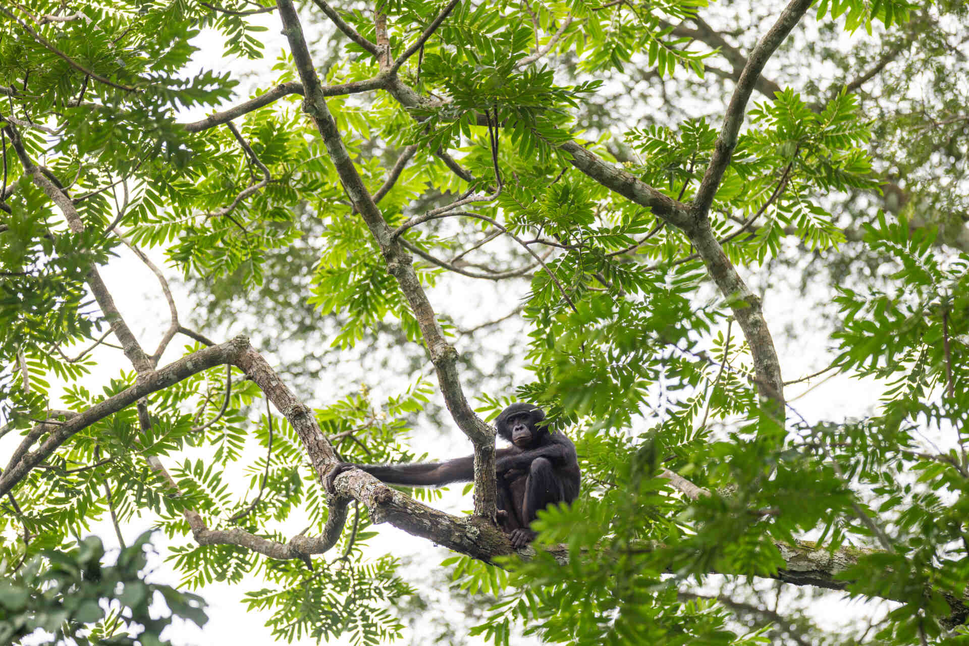 Bonobo: esemplare nella foresta pluviale di Salonga, in Repubblica Democratica del Congo, tra rami e vegetazione tropicale, tema legato a biodiversità, ricerca scientifica e conservazione