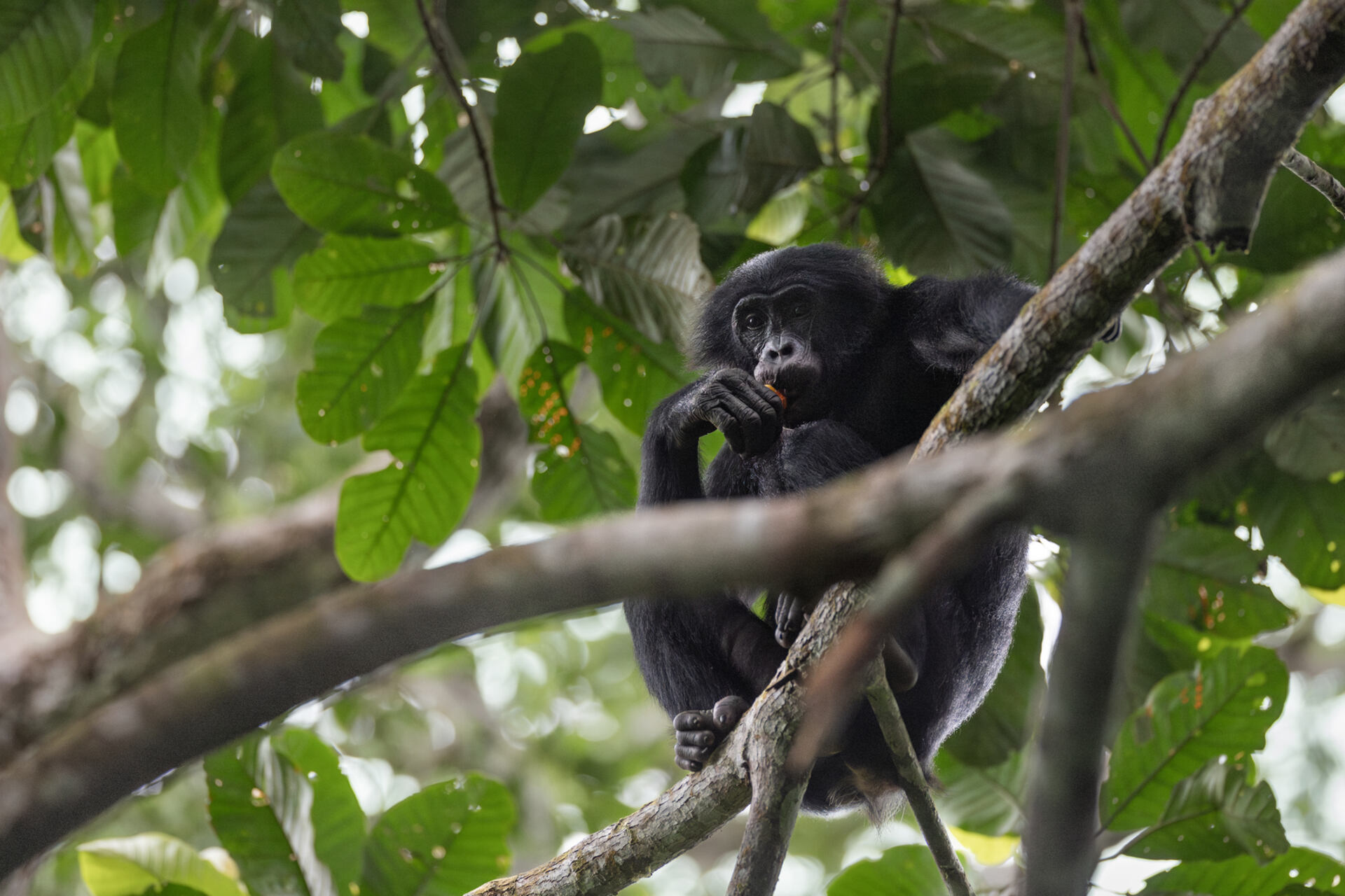 Bonobo: esemplare nella foresta pluviale di Salonga, in Repubblica Democratica del Congo, tra rami e vegetazione tropicale, tema legato a biodiversità, ricerca scientifica e conservazione