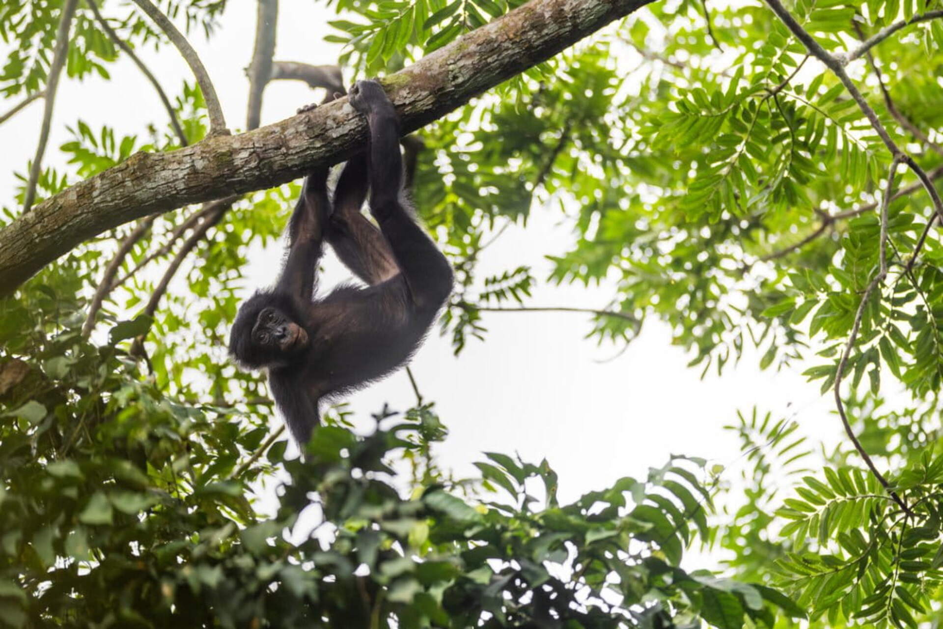 Bonobo: esemplare nella foresta pluviale di Salonga, in Repubblica Democratica del Congo, tra rami e vegetazione tropicale, tema legato a biodiversità, ricerca scientifica e conservazione