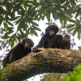 Bonobo: esemplare nella foresta pluviale di Salonga, in Repubblica Democratica del Congo, tra rami e vegetazione tropicale, tema legato a biodiversità, ricerca scientifica e conservazione