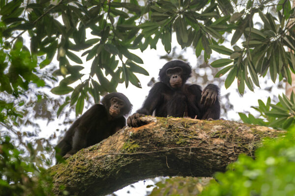 Bonobo: esemplare nella foresta pluviale di Salonga, in Repubblica Democratica del Congo, tra rami e vegetazione tropicale, tema legato a biodiversità, ricerca scientifica e conservazione