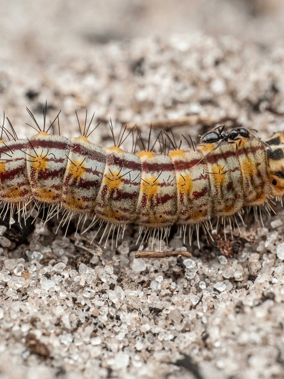 Specie ignote: viaggio visivo tra organismi rari, microfauna e ambienti acquatici dell’altopiano di Lisima, area chiave per biodiversità e risorse idriche africane