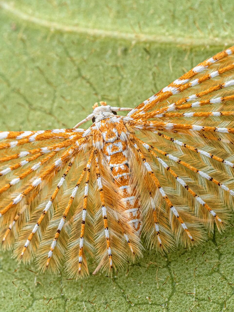 Specie ignote: dettagli macro di insetti, ragni, rettili e paesaggi dell’altopiano di Lisima in Angola, dove il Cassai Life Atlas documenta biodiversità ancora poco conosciuta.