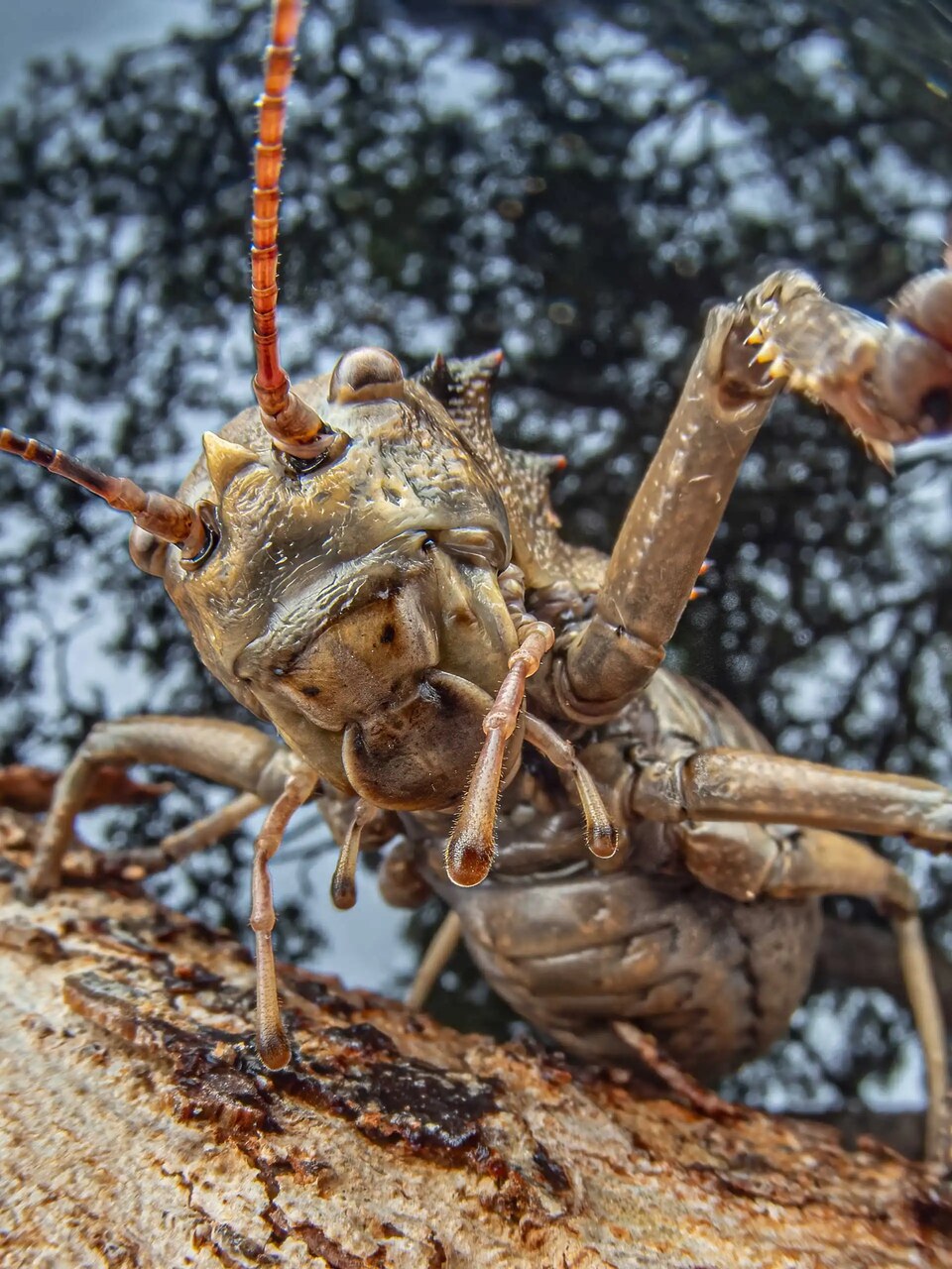 Specie ignote: viaggio visivo tra organismi rari, microfauna e ambienti acquatici dell’altopiano di Lisima, area chiave per biodiversità e risorse idriche africane
