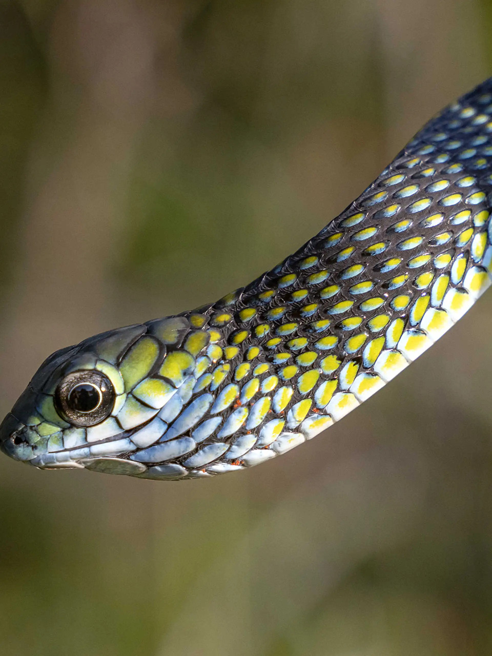Specie ignote: viaggio visivo tra organismi rari, microfauna e ambienti acquatici dell’altopiano di Lisima, area chiave per biodiversità e risorse idriche africane
