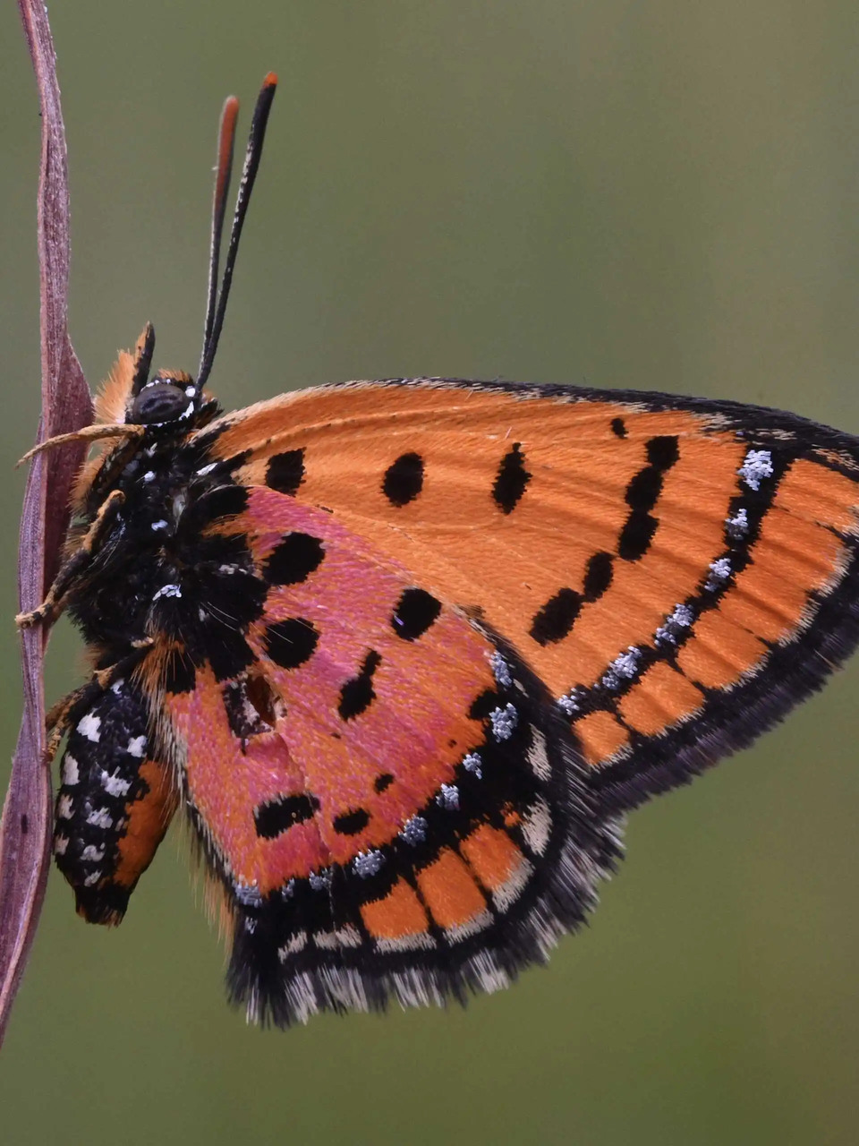 Specie ignote: fauna e habitat remoti dell’Angola osservati durante il Cassai Life Atlas, con macrofotografie e paesaggi di una frontiera scientifica ancora da esplorare